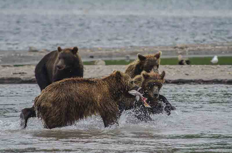 14 - Osa y familia - Kamchatka - Rusia